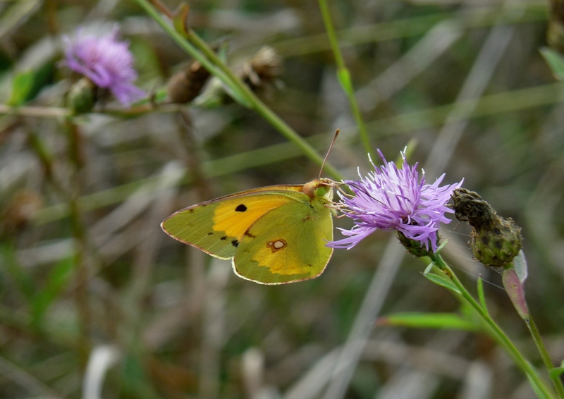 colias australis